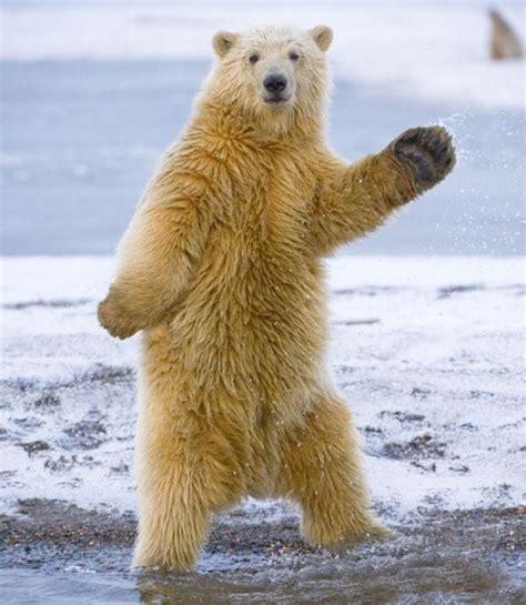 Dancing Bear